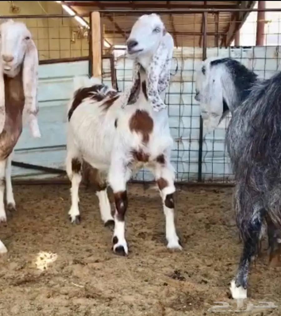 مشاريك دفيع على رمز (image 2)