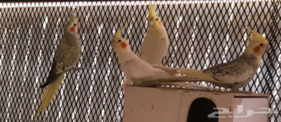 كروان لاتينو وفراشة  للبيع (image 1)