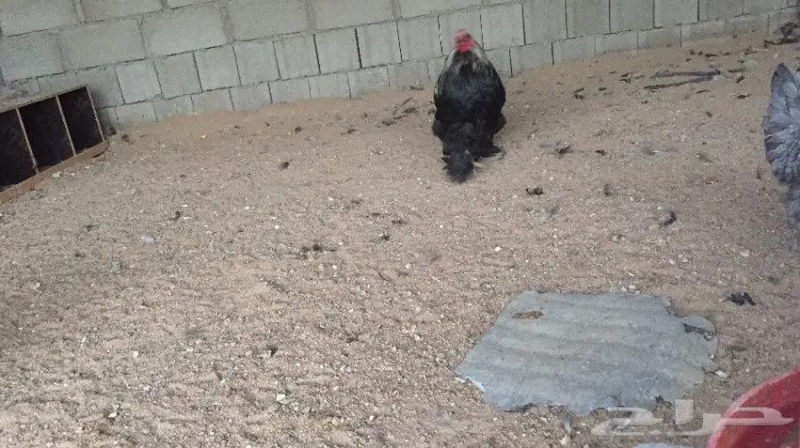 ديك براهما  (image 1)