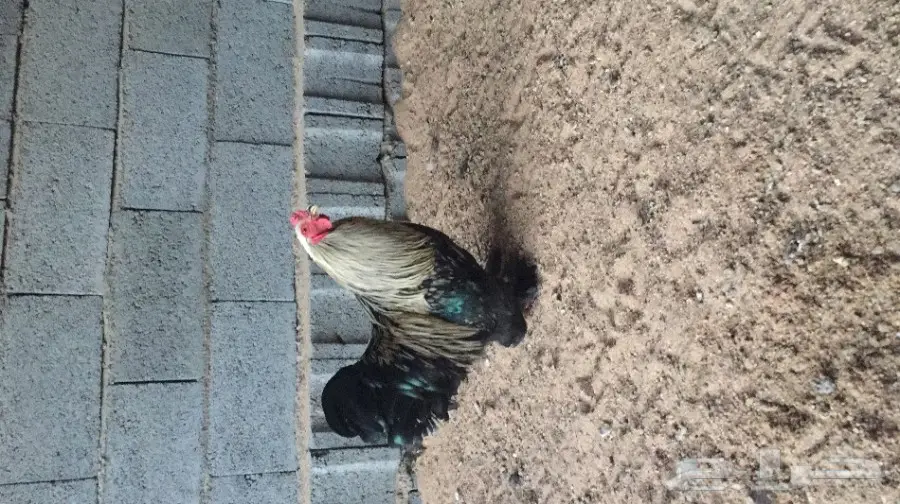 ديك براهما  (image 2)