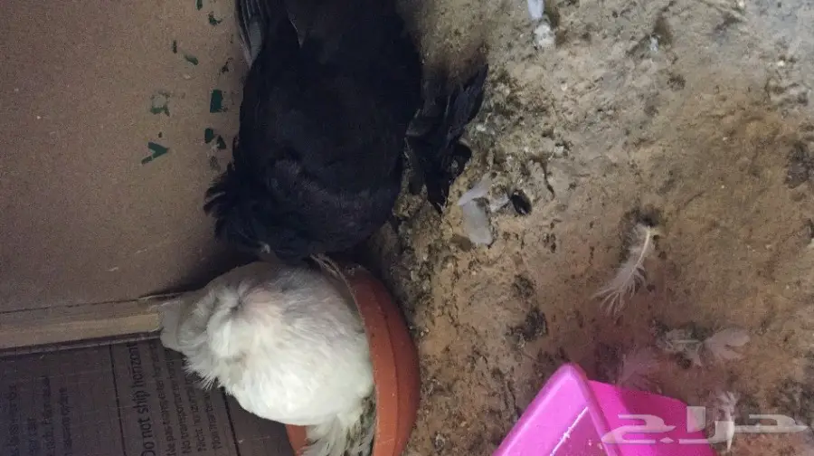 زوج بخاره ب انتاجه 