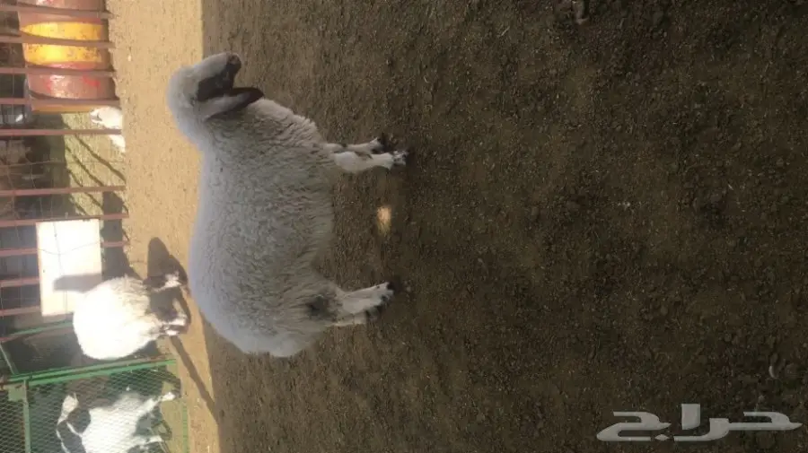 ابو جهاد للذبائح والتوصيل مجانا داخل بريدة (image 2)