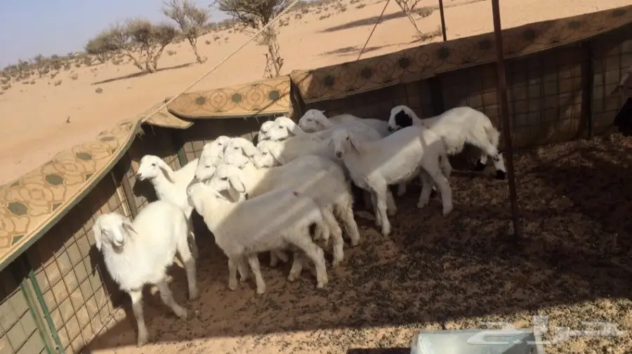 طليان طيبه ونظيفه 