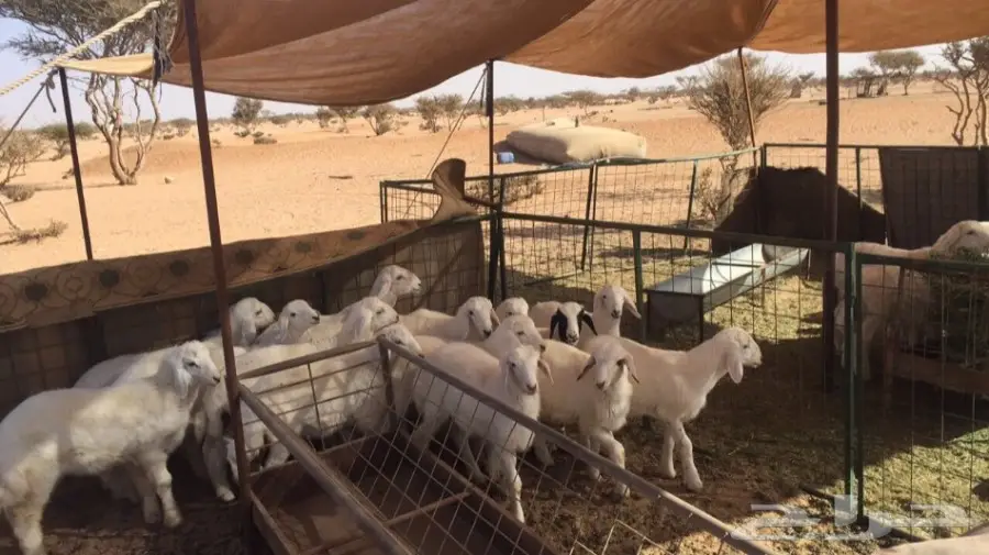 قطط طليانية رائعة - فرصة لا تعوض! (image 2)