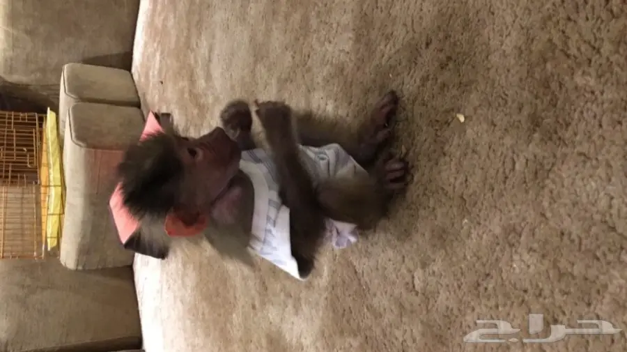 قرد بابون ذكر صغير للبيع - عمره شهرين (image 2)