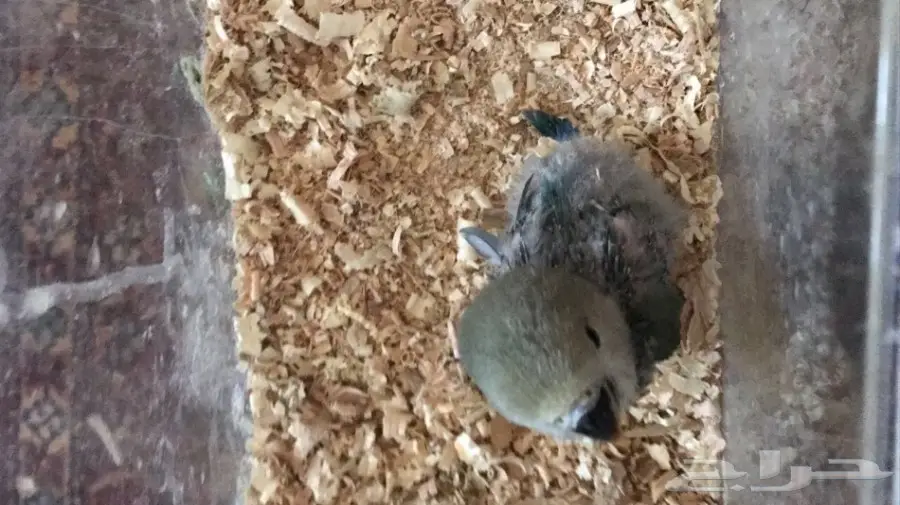 للبيع فرخ روز غر 