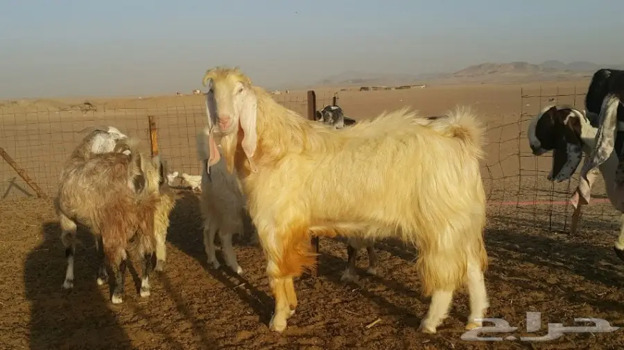 تيس مشروك فحل جرم وانتاج طيب (image 1)