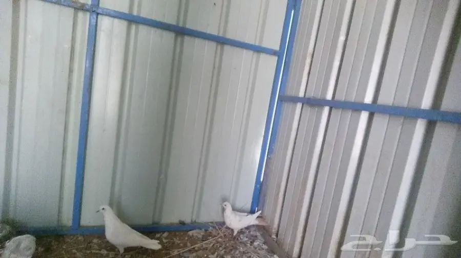 حمام مشكل للبيع  (image 1)