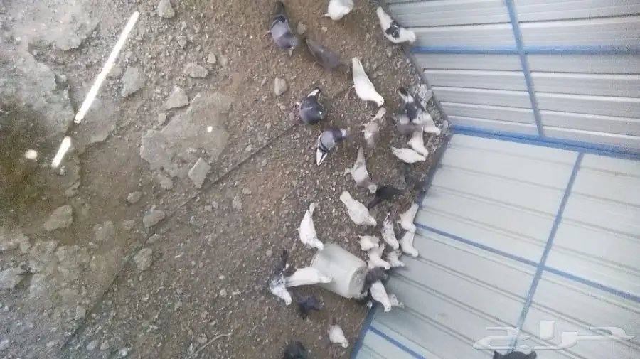 حمام مشكل للبيع  (image 4)