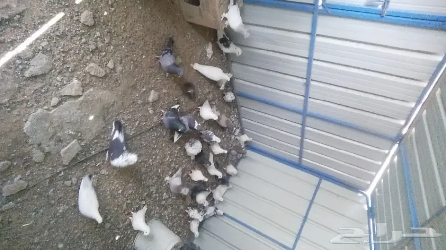 حمام مشكل للبيع  (image 5)