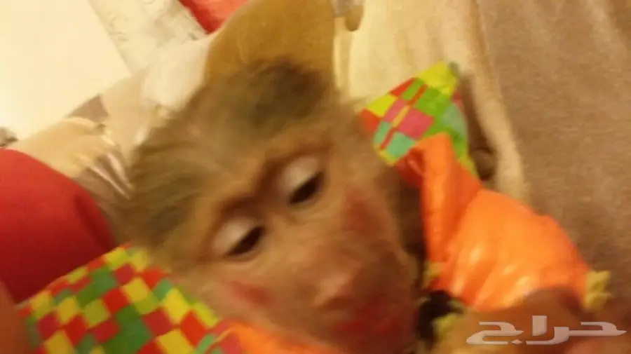 قرد للتبني  (image 2)