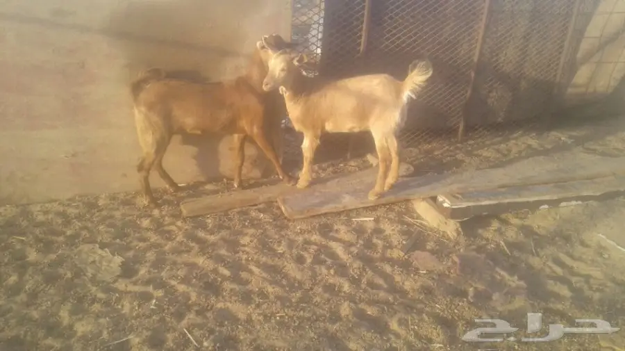 جفار محايليه