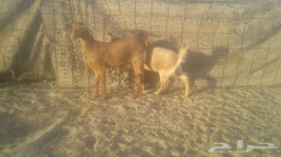 جفار محايليه (image 2)