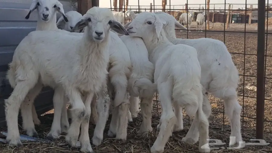 بهم لبني للبيع