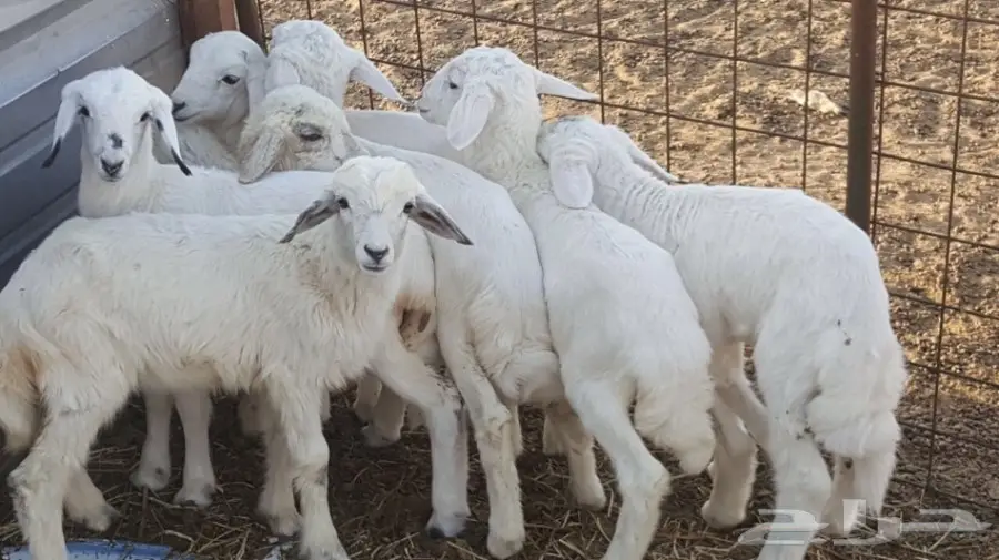 بهم لبني للبيع (image 1)