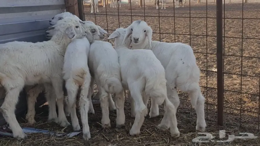 بهم لبني للبيع (image 2)