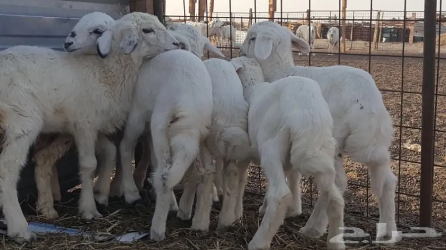 بهم لبني للبيع (image 3)