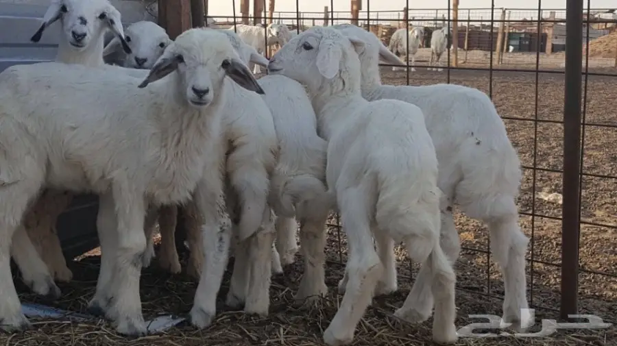 بهم لبني للبيع (image 4)