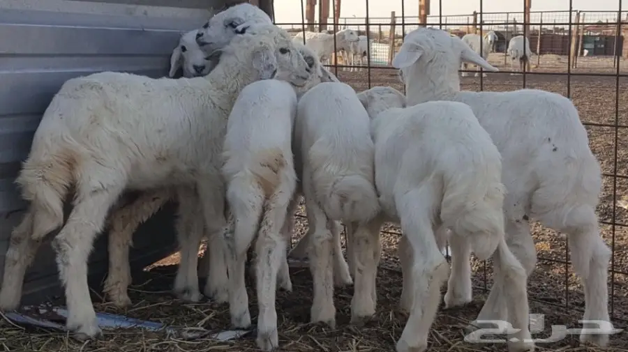 بهم لبني للبيع (image 5)