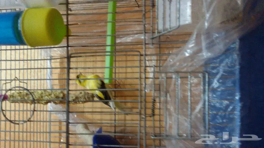 جوز كناري للبيع 