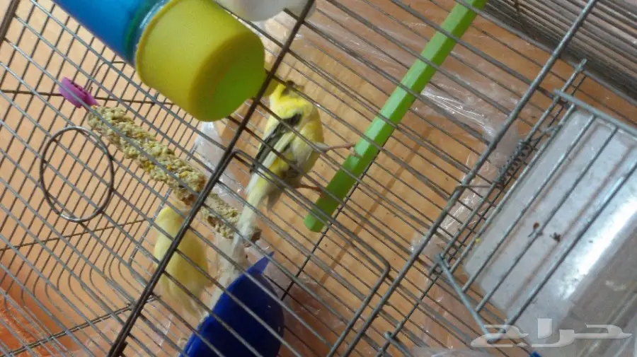 جوز كناري للبيع  (image 1)