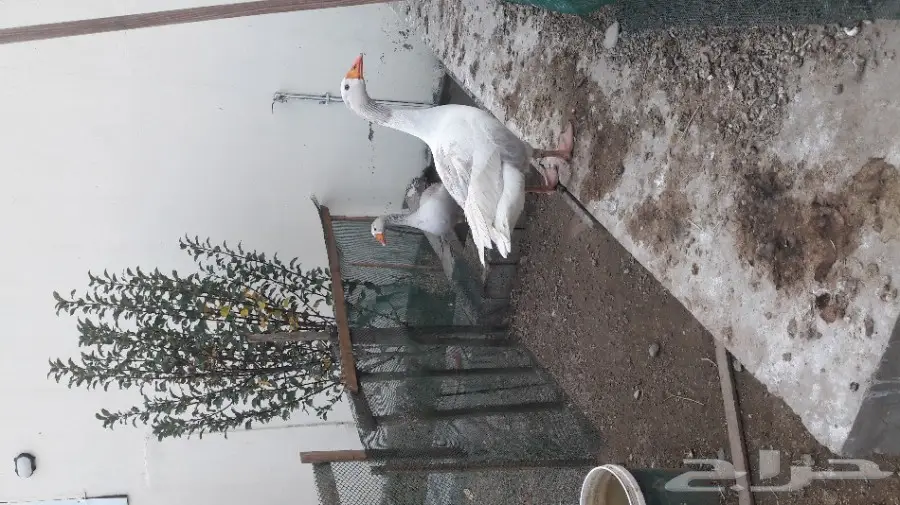 بط ووز (image 1)