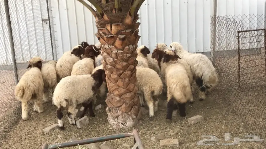 للبيع هرافا نعيم  (image 2)