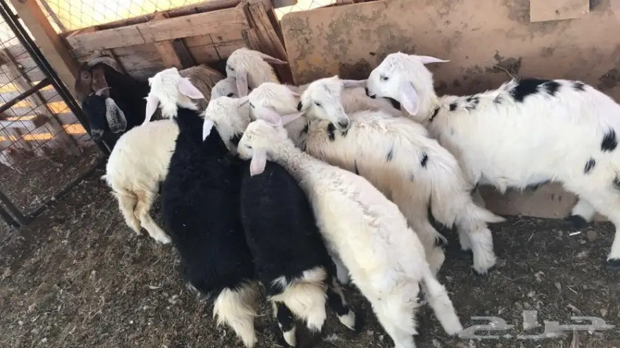 طليان ورخال حرية ونجدية ذبايح  (image 1)