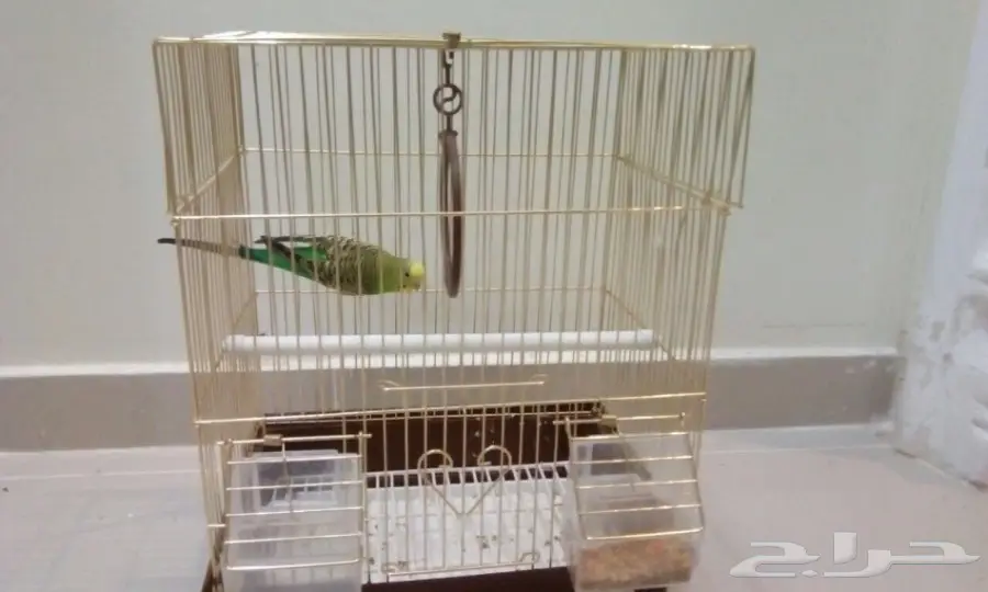 بادجي للبيع العدد 1