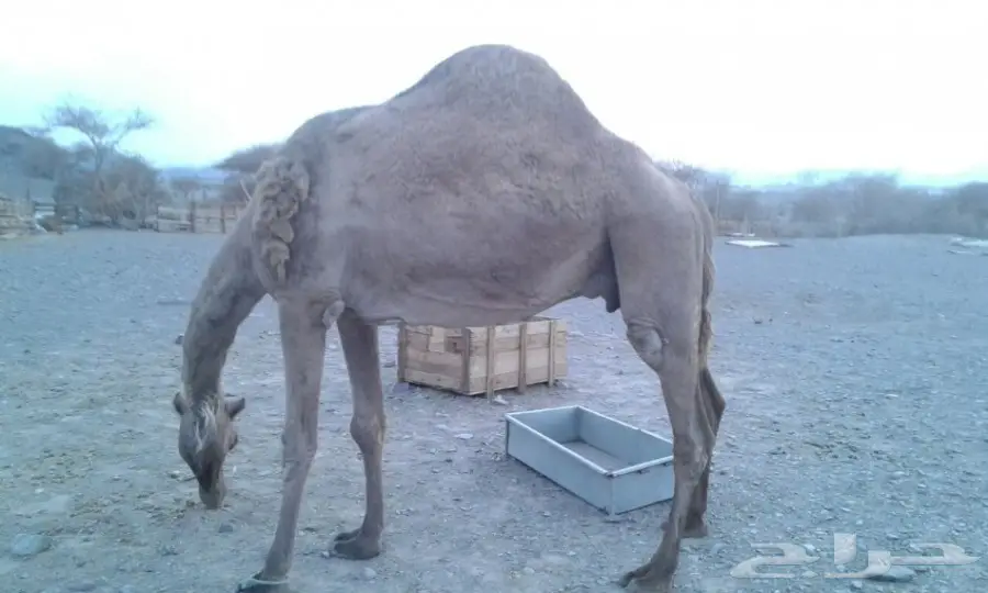 ناقه حمراء حايل للبيع اوالبدل بخلفه وازيده  (image 1)