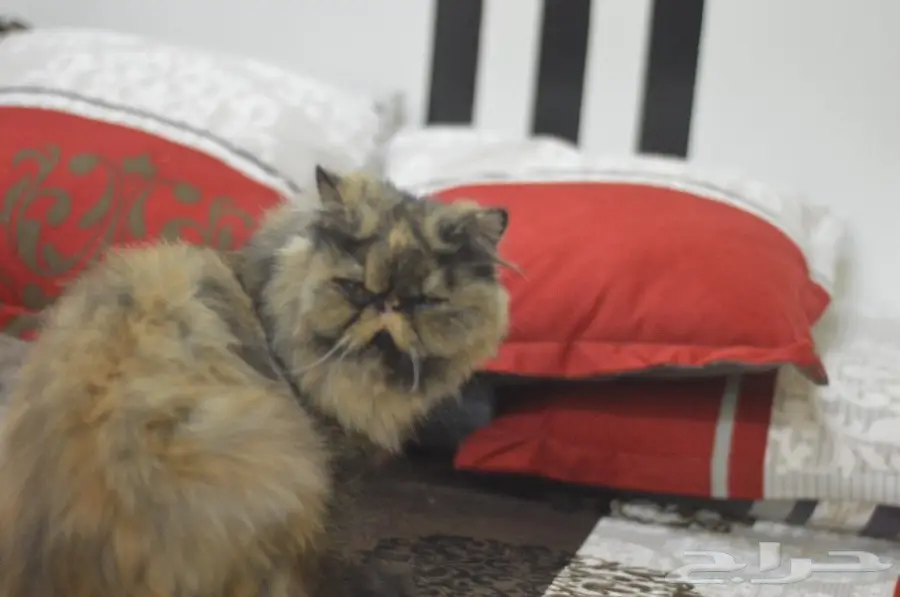 بيرشن بيكي فيس كاليكو