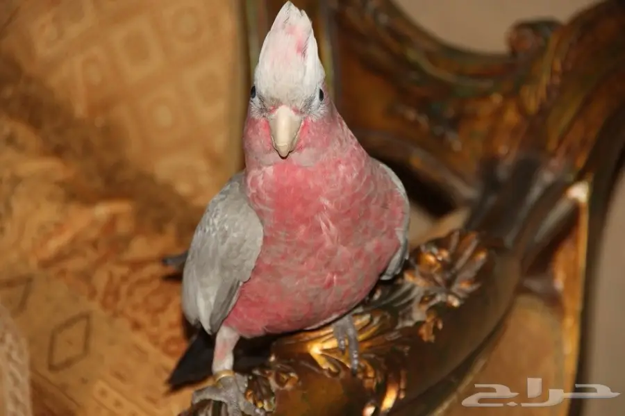 فرخ كوكاتو قالا قمة فالجمال اليف 