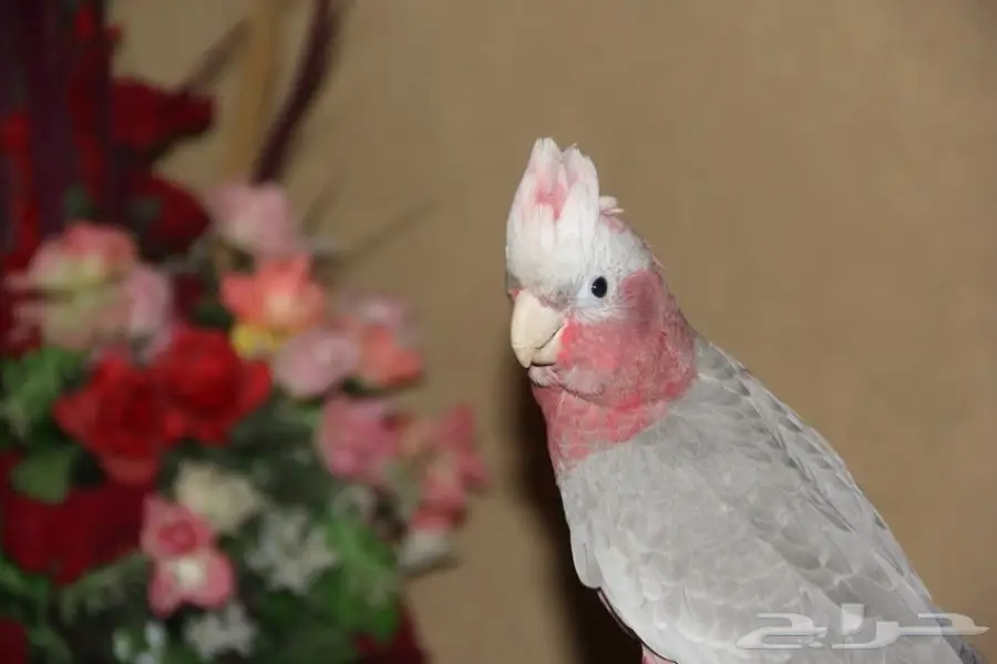 فرخ كوكاتو قالا قمة فالجمال اليف  (image 1)