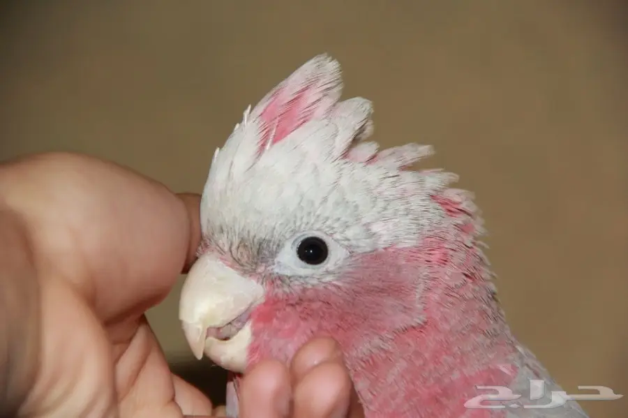 فرخ كوكاتو قالا قمة فالجمال اليف  (image 4)