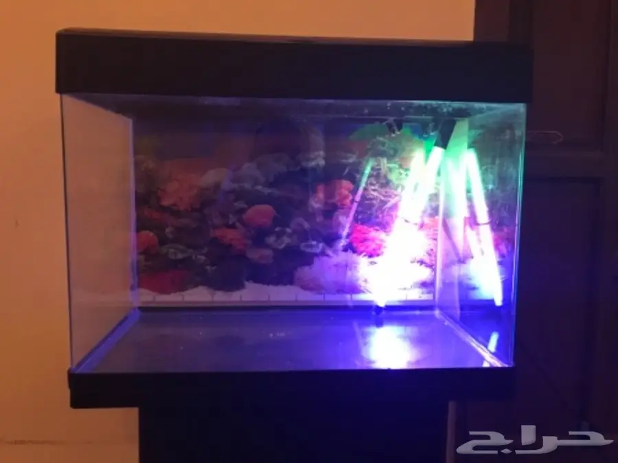 حوض سمك للبيع بسعر مغري (image 1)
