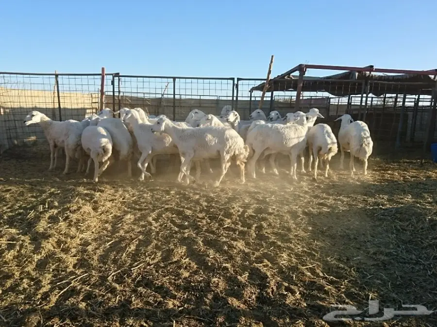 غنم مراح واحد وسم واحد درجة اولى (image 1)