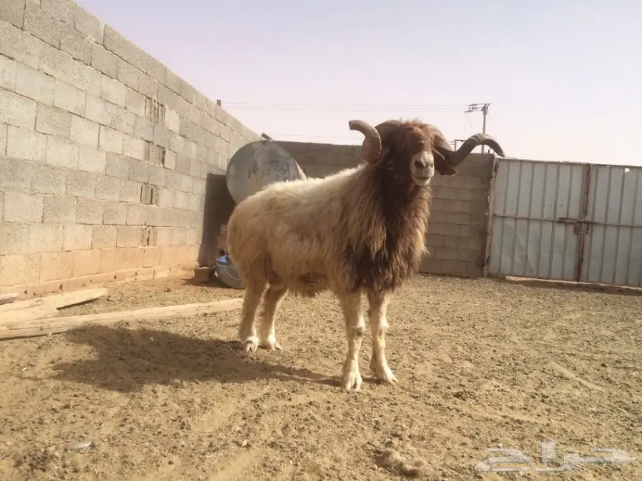 للبيع  فحل المراح (image 2)