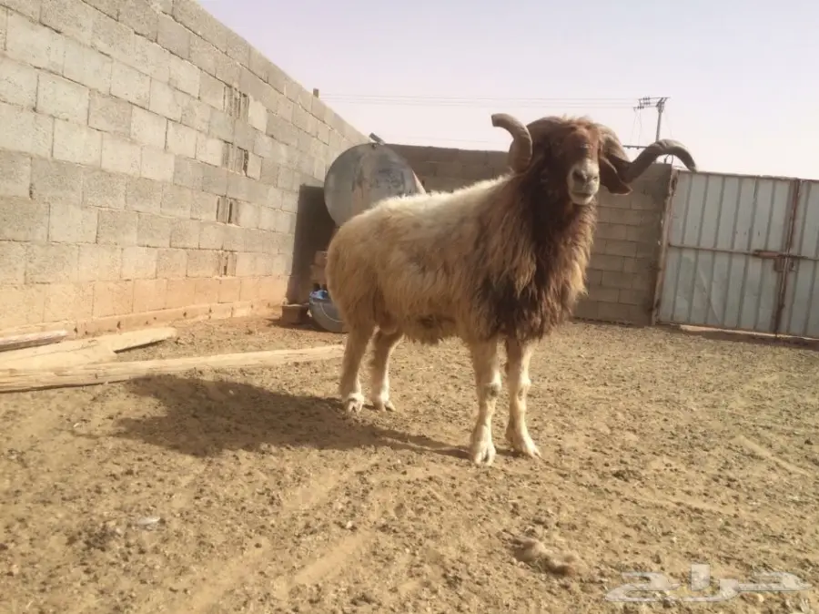 للبيع  فحل المراح (image 3)