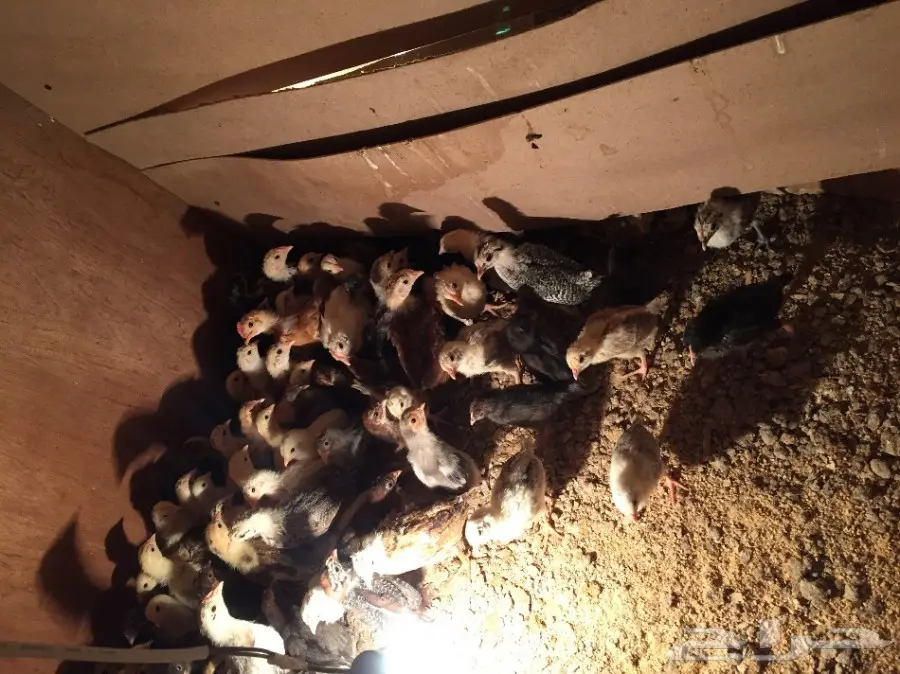 صوص بلدي  (image 1)