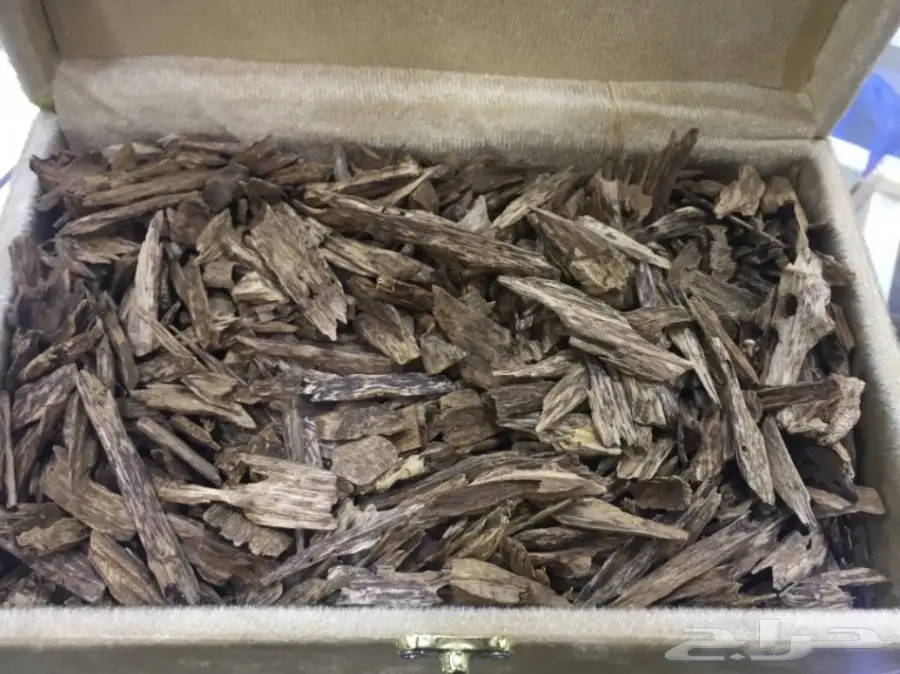 عودة كلمنتان الهندي الأصلي... وضمان استرجاع المبلغ!