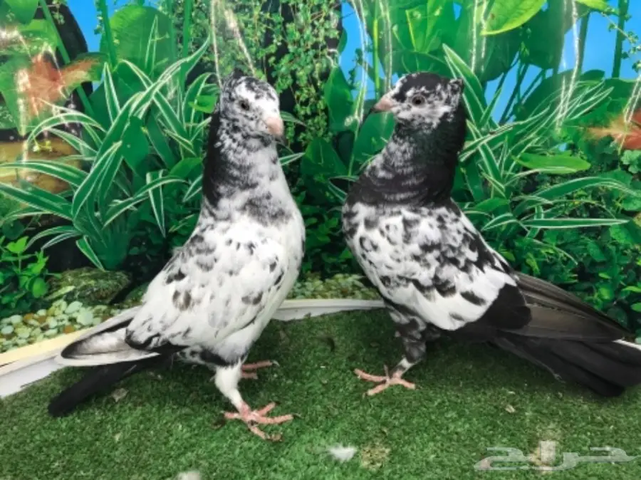 هاي فلاير وزاجل وباكستاني جمله