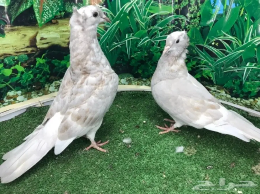 هاي فلاير وزاجل وباكستاني جمله (image 1)