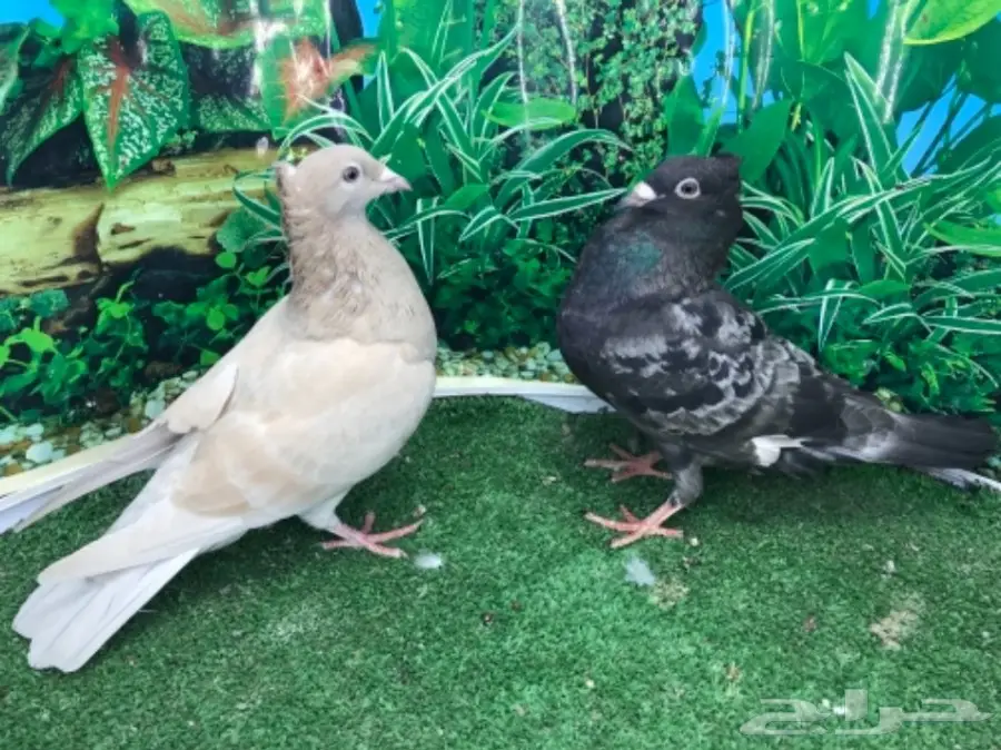 هاي فلاير وزاجل وباكستاني جمله (image 2)