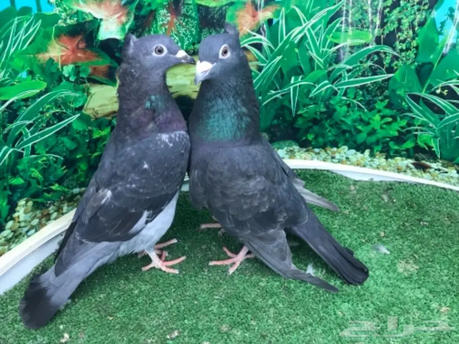 هاي فلاير وزاجل وباكستاني جمله (image 3)