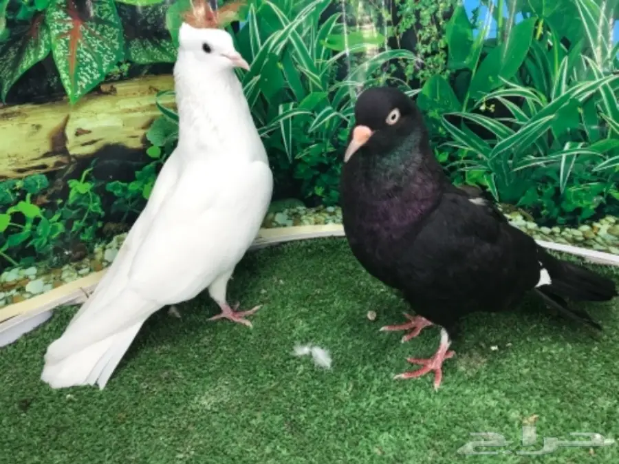 هاي فلاير وزاجل وباكستاني جمله (image 4)