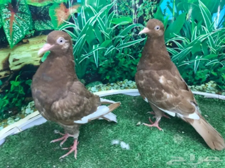 هاي فلاير وزاجل وباكستاني جمله (image 5)