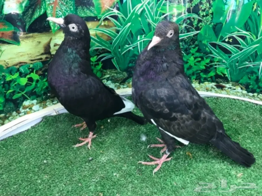 هاي فلاير وزاجل وباكستاني جمله (image 6)