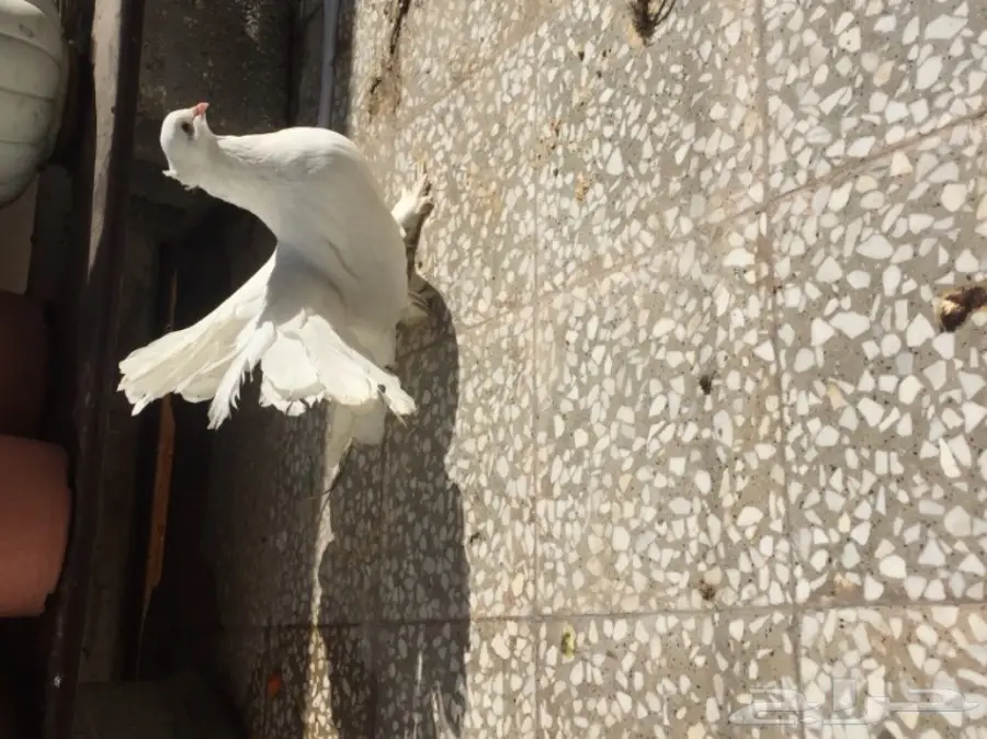 ذكر شماسي امريكي