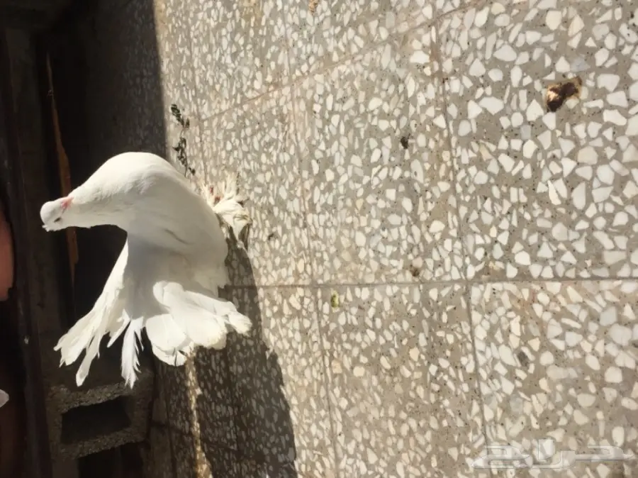 ذكر شماسي امريكي (image 2)