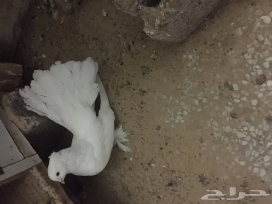 ذكر شماسي امريكي (image 5)